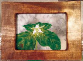 白花延齢草0号.jpg 白花延齢草0号.jpg